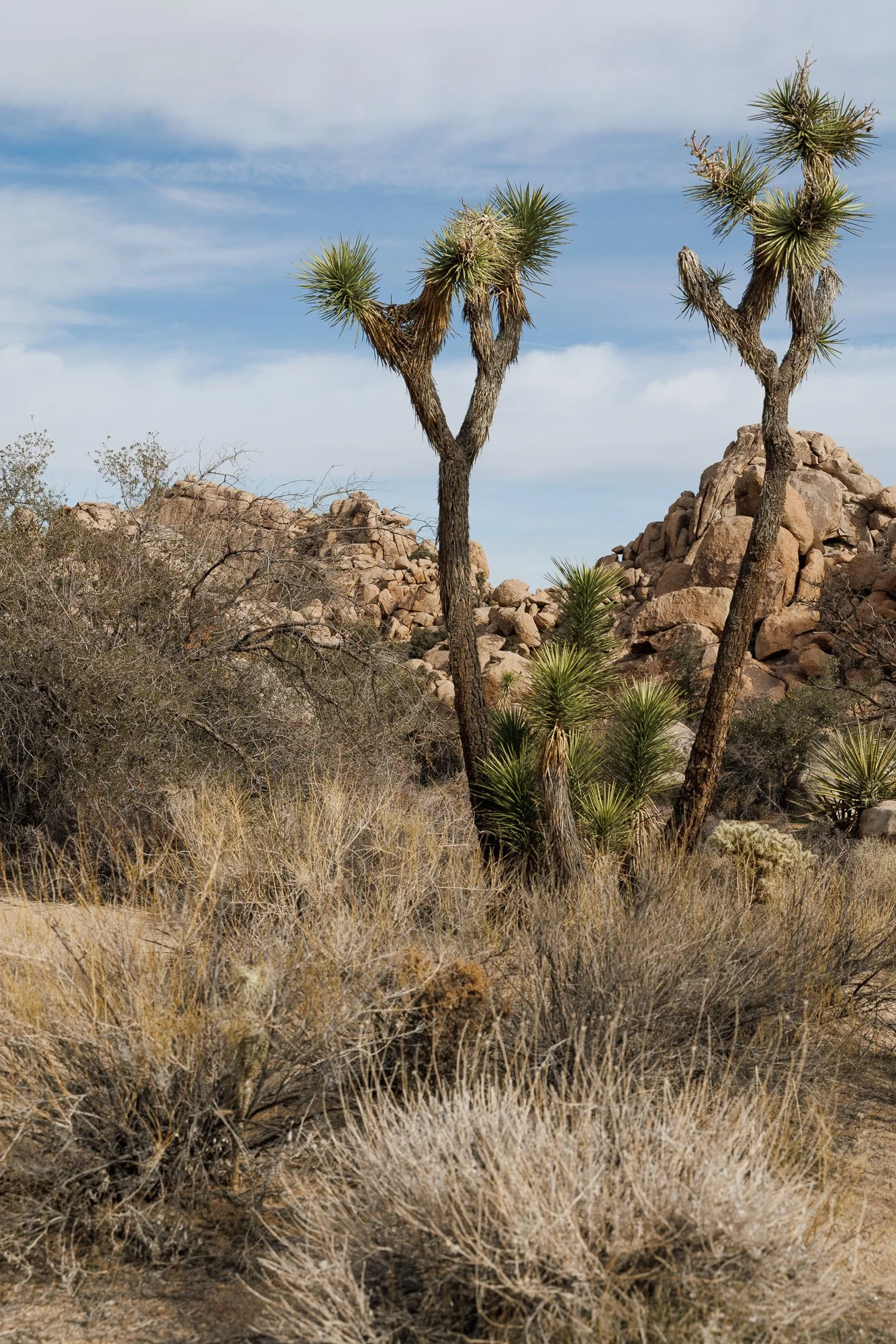 Joshua-Trees-©NadeenFlynnPhotograph-4227.jpg