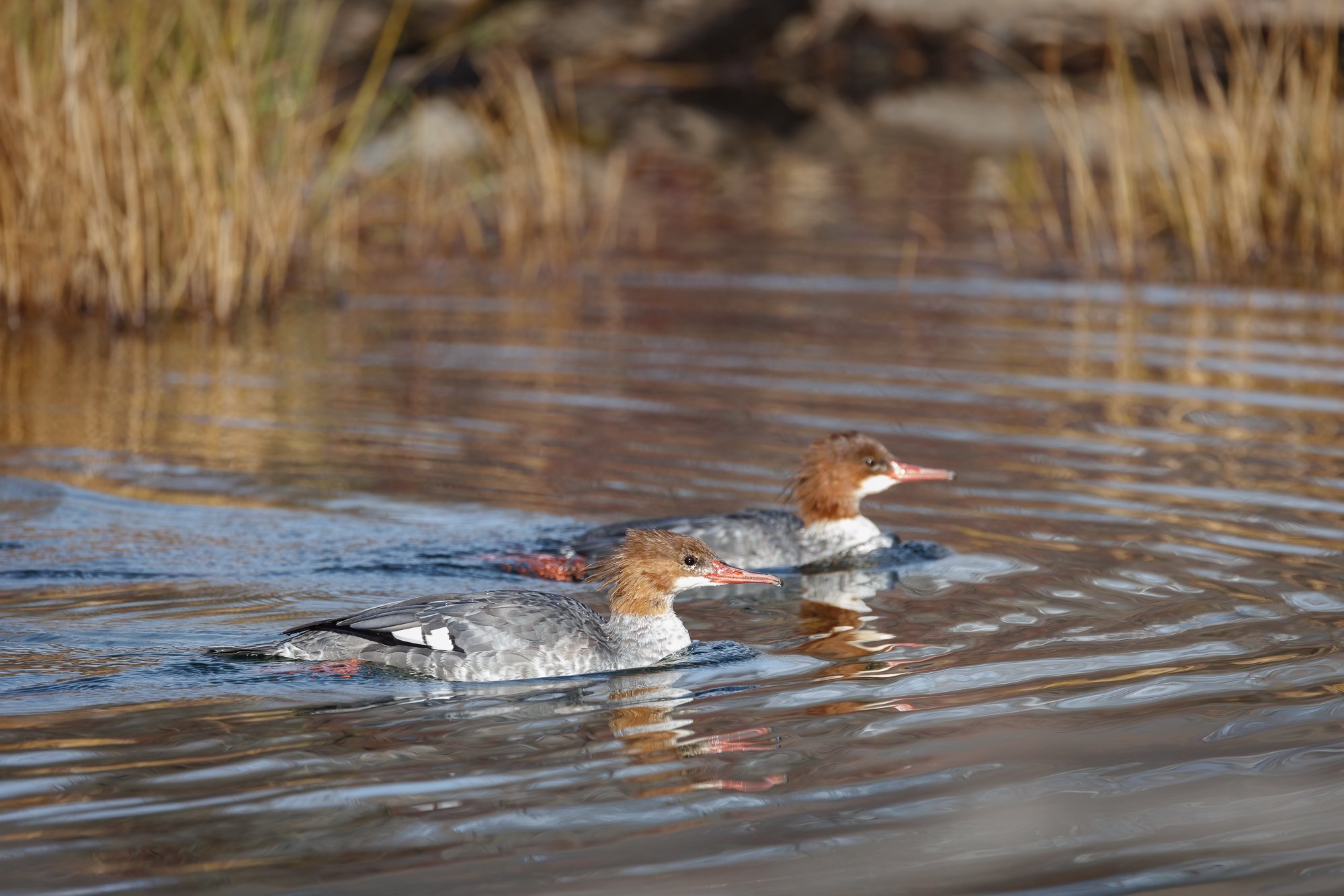 mergansers-taylor-creek-©NadeenFlynnPhotography-0889-.jpg