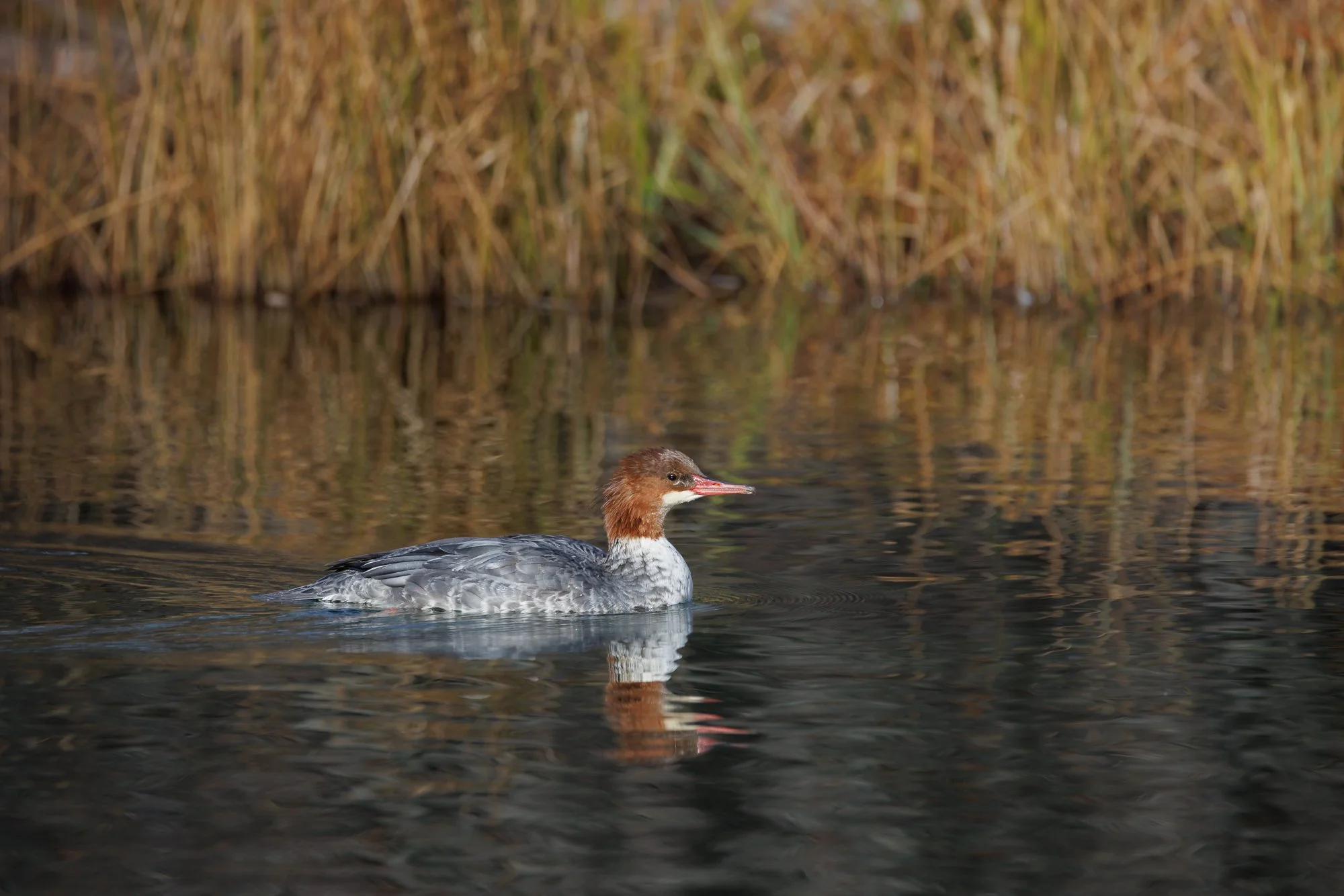 hooded-merganser-©NadeenFlynnPhotography-0915.jpg