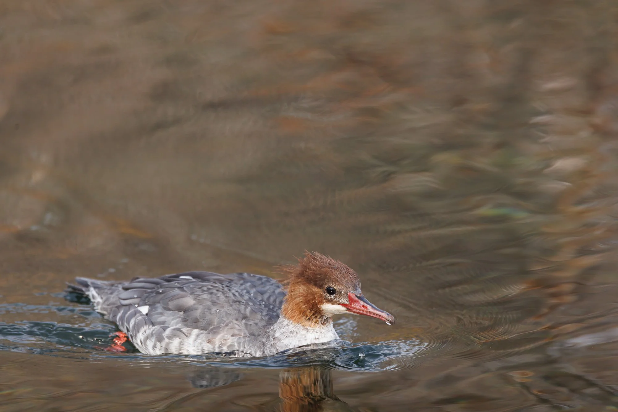 merganser-up-close-taylor-creek-©NadeenFlynnPhotography-0933.jpg