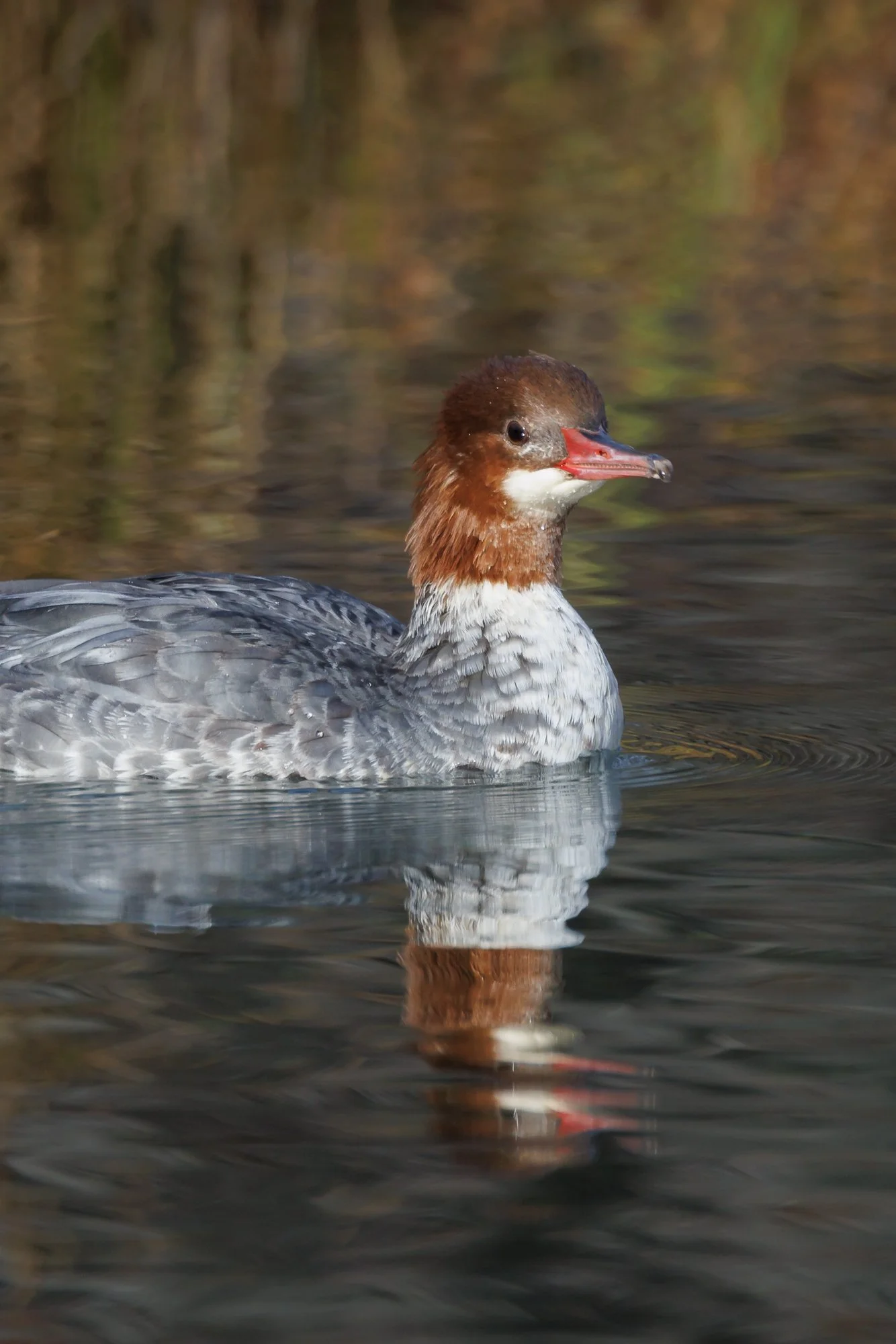 hooded-merganser-headshot-©NadeenFlynnPhotography-0916.jpg