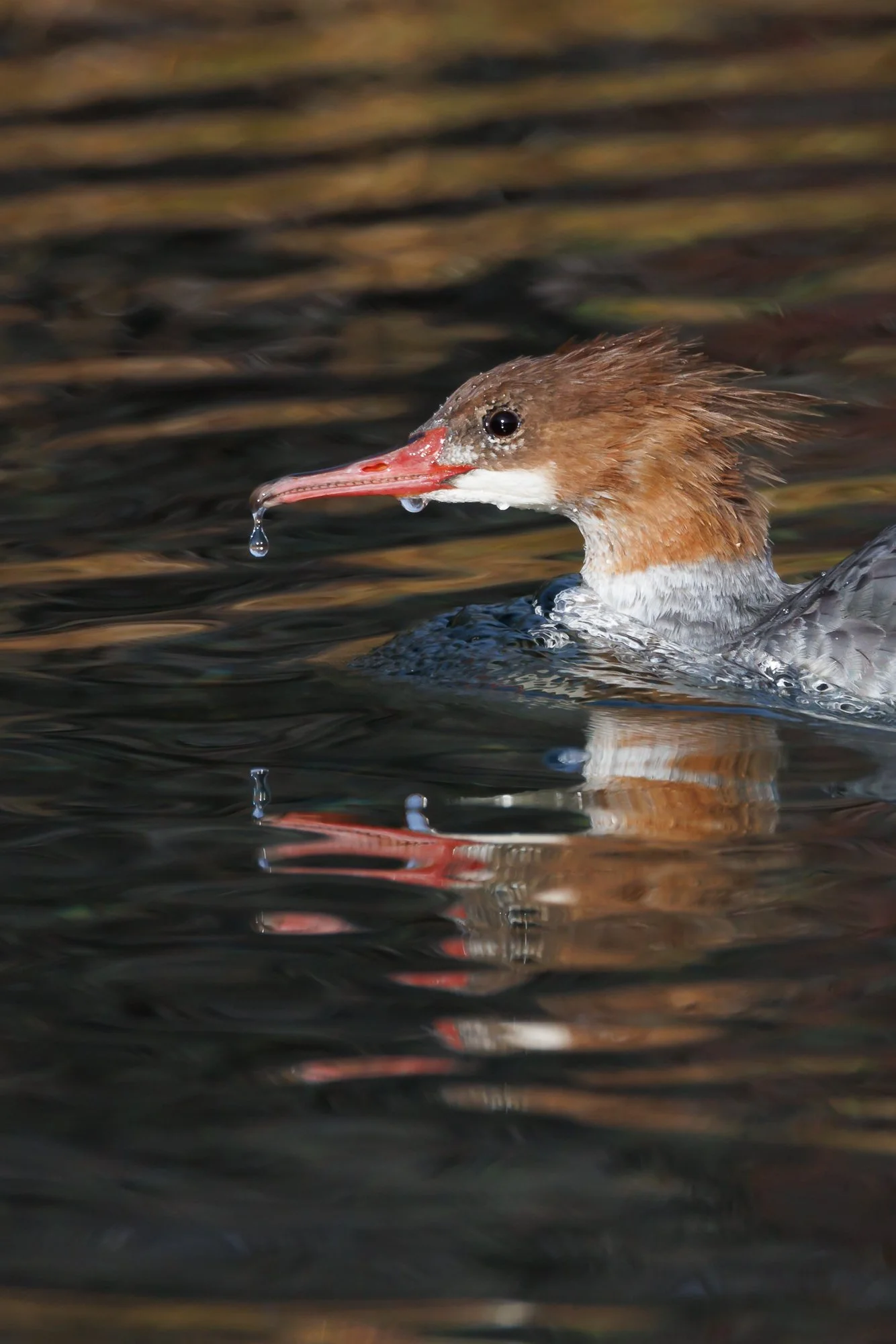 merganser-head-shot-taylor-creek-©NadeenFlynnPhotography-0898.jpg
