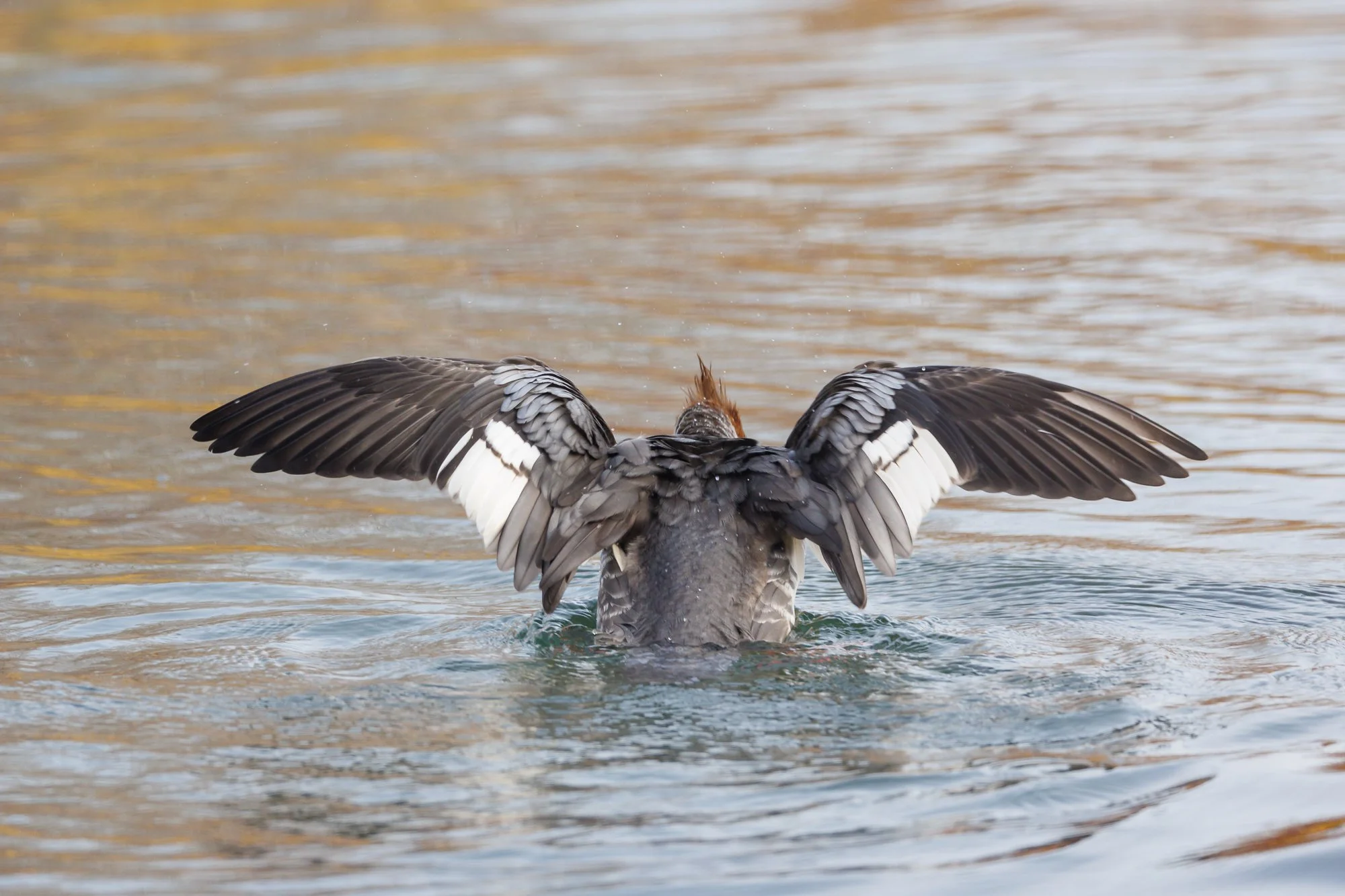 merganser-wing-stretch-taylor-creek-©NadeenFlynnPhotography-0958.jpg