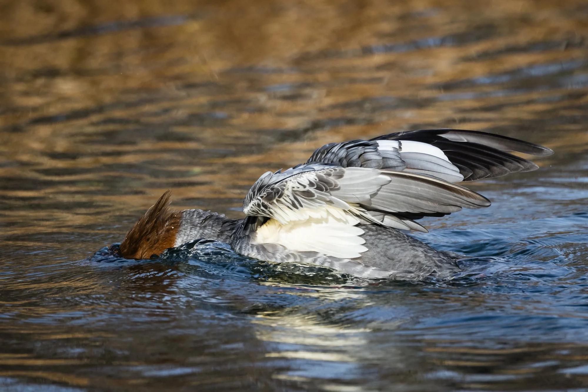 merganser-head-underwater-©NadeenFlynnPhotography-0896.jpg