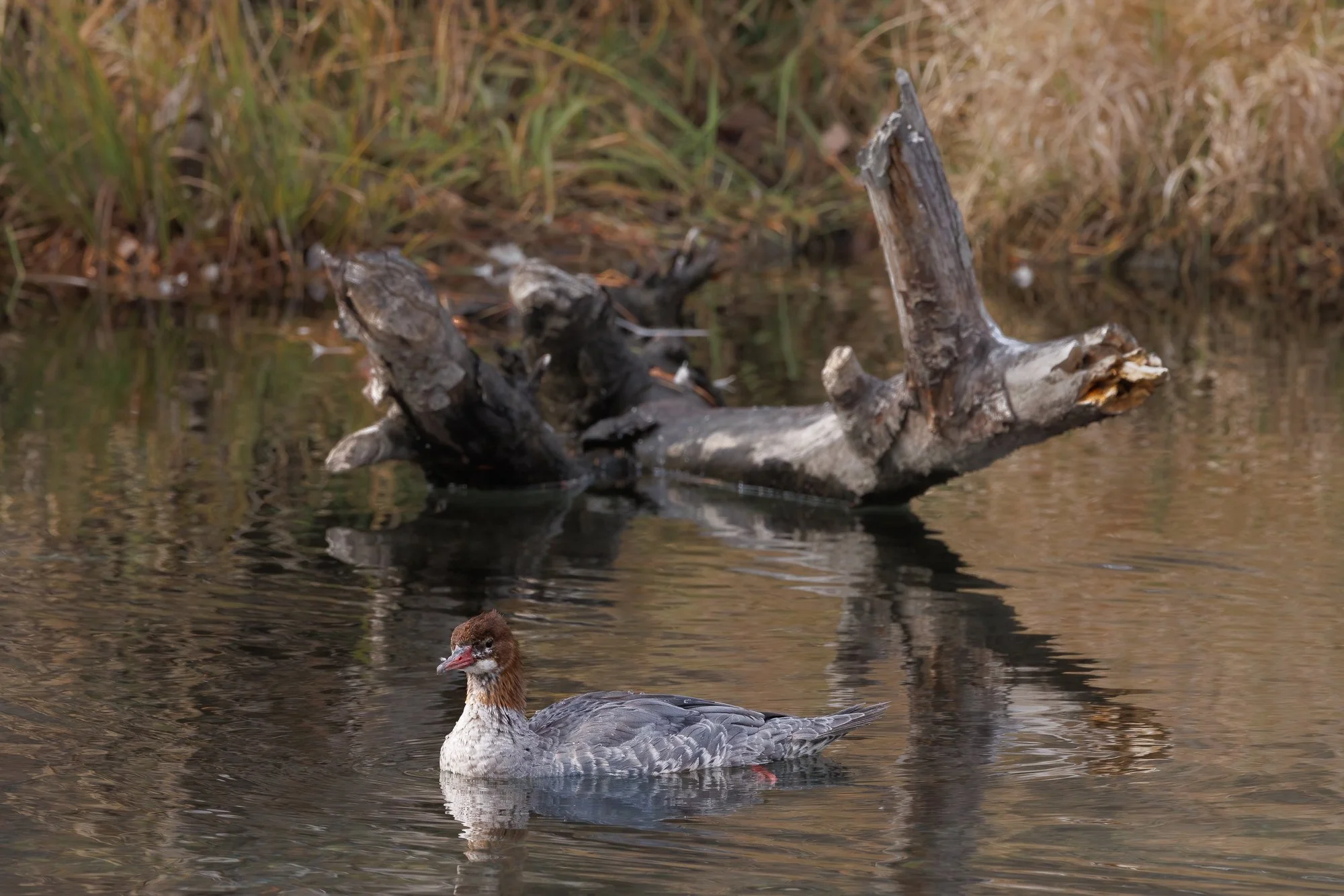 merganser-by-log-taylor-creek-©NadeenFlynnPhotography-0973-.jpg
