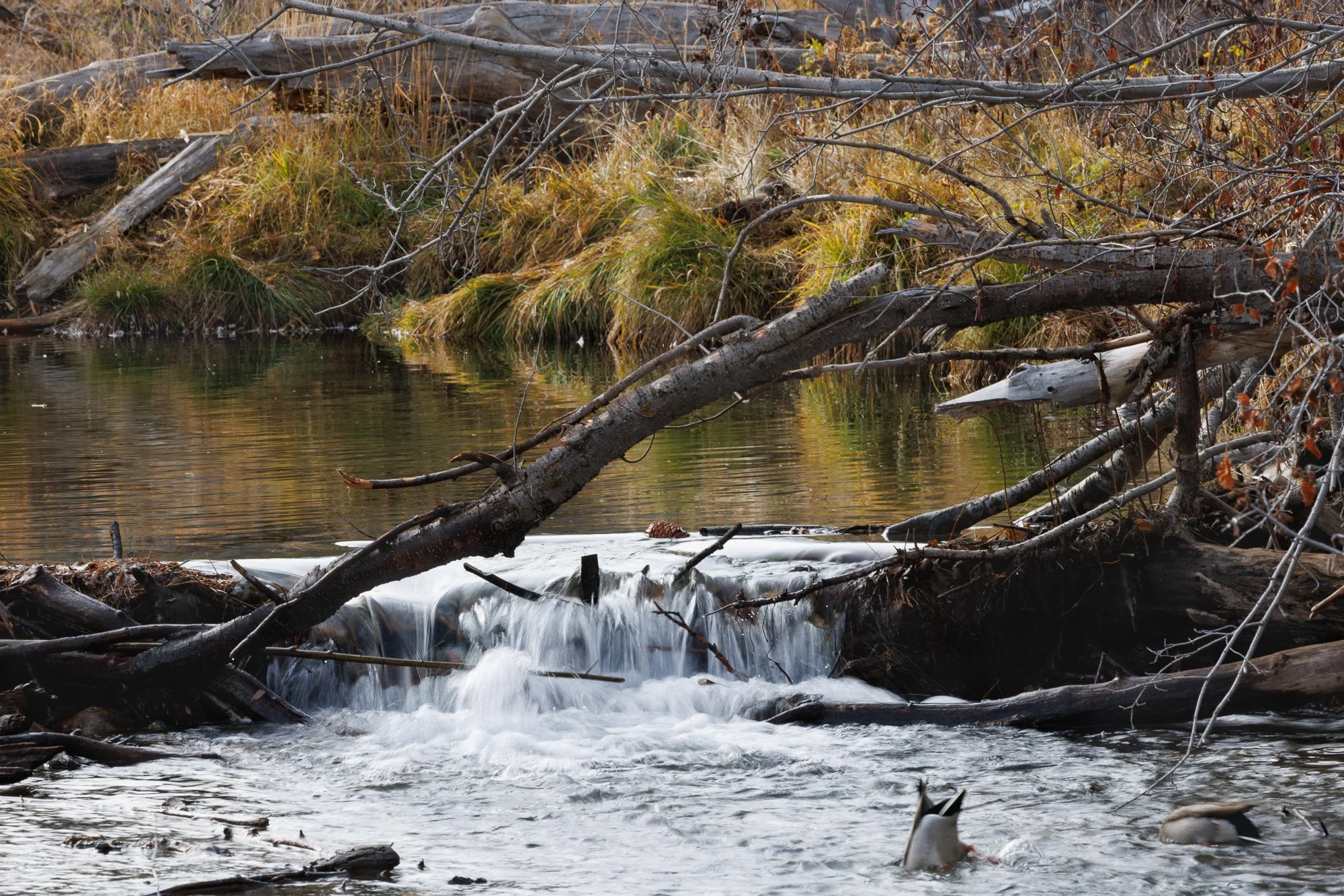 taylor-creek-messy-©NadeenFlynnPhotography-1000.jpg
