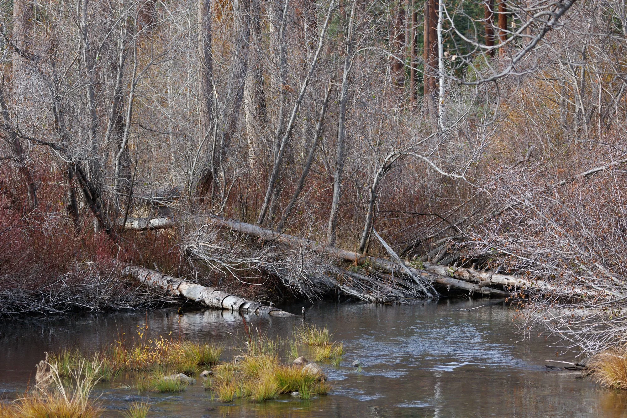 taylor-creek-©NadeenFlynnPhotography-0962.jpg