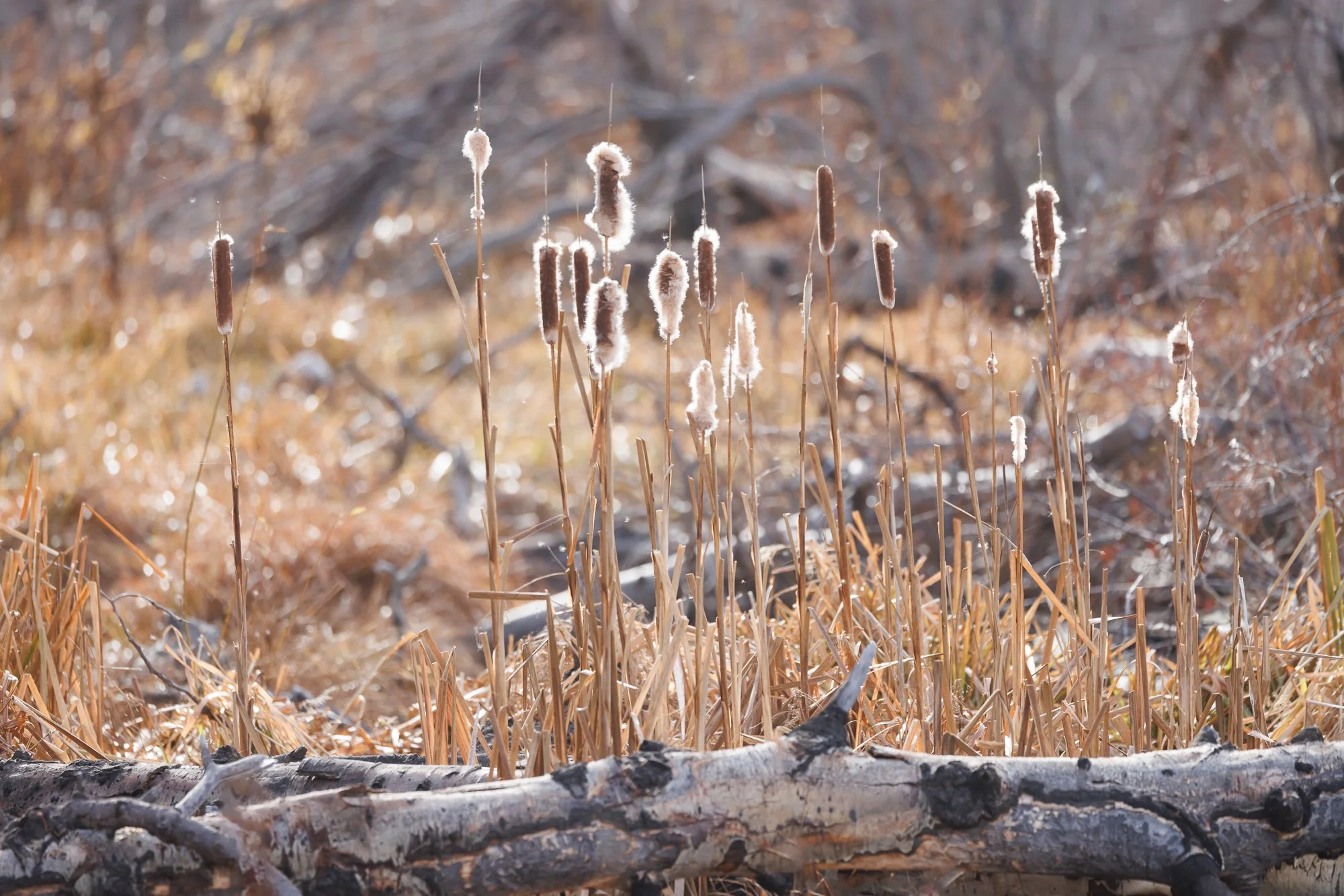 tules-©NadeenFlynnPhotography-1012.jpg