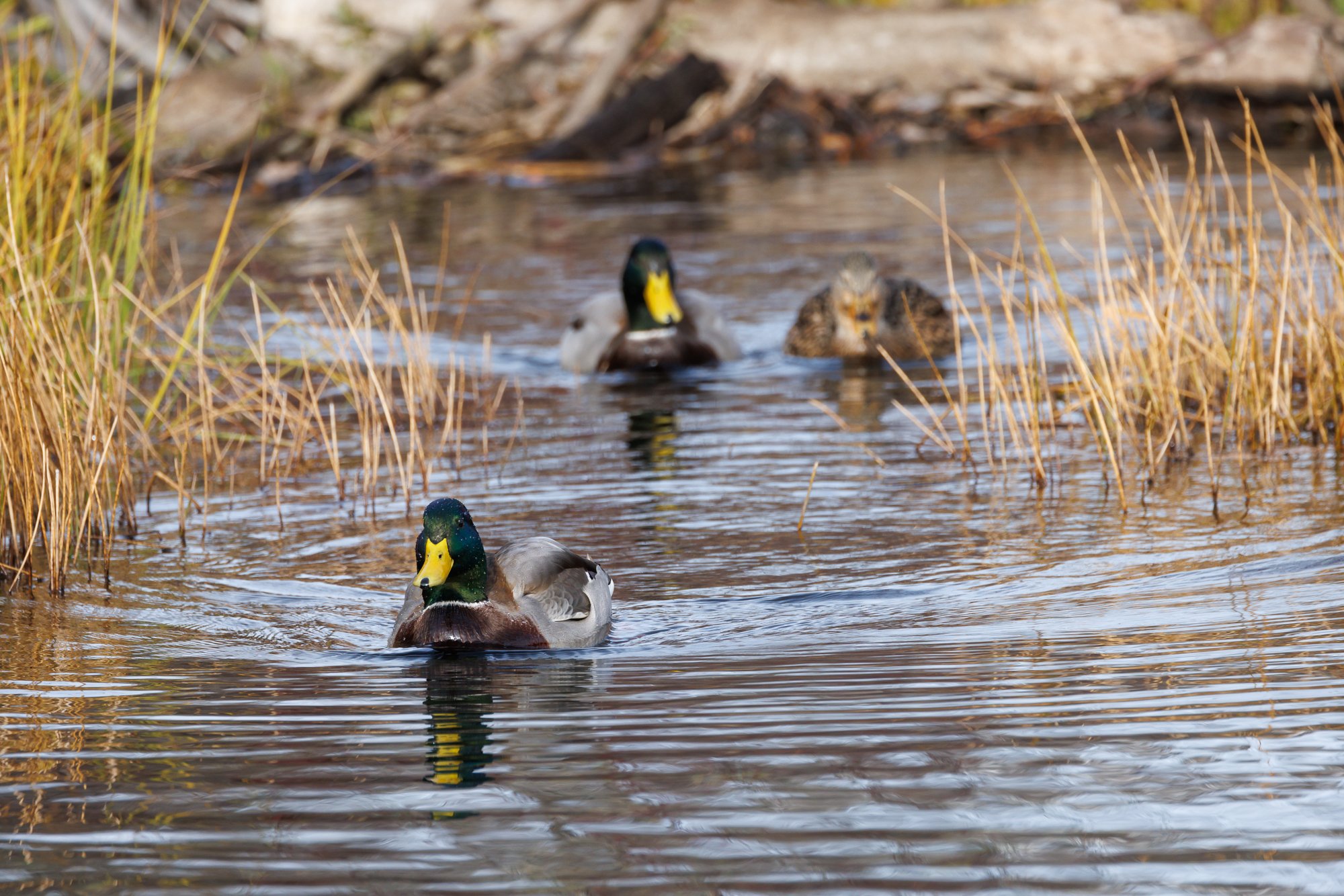 mallard-taylor-creek-©NadeenFlynnPhotography-1010.jpg