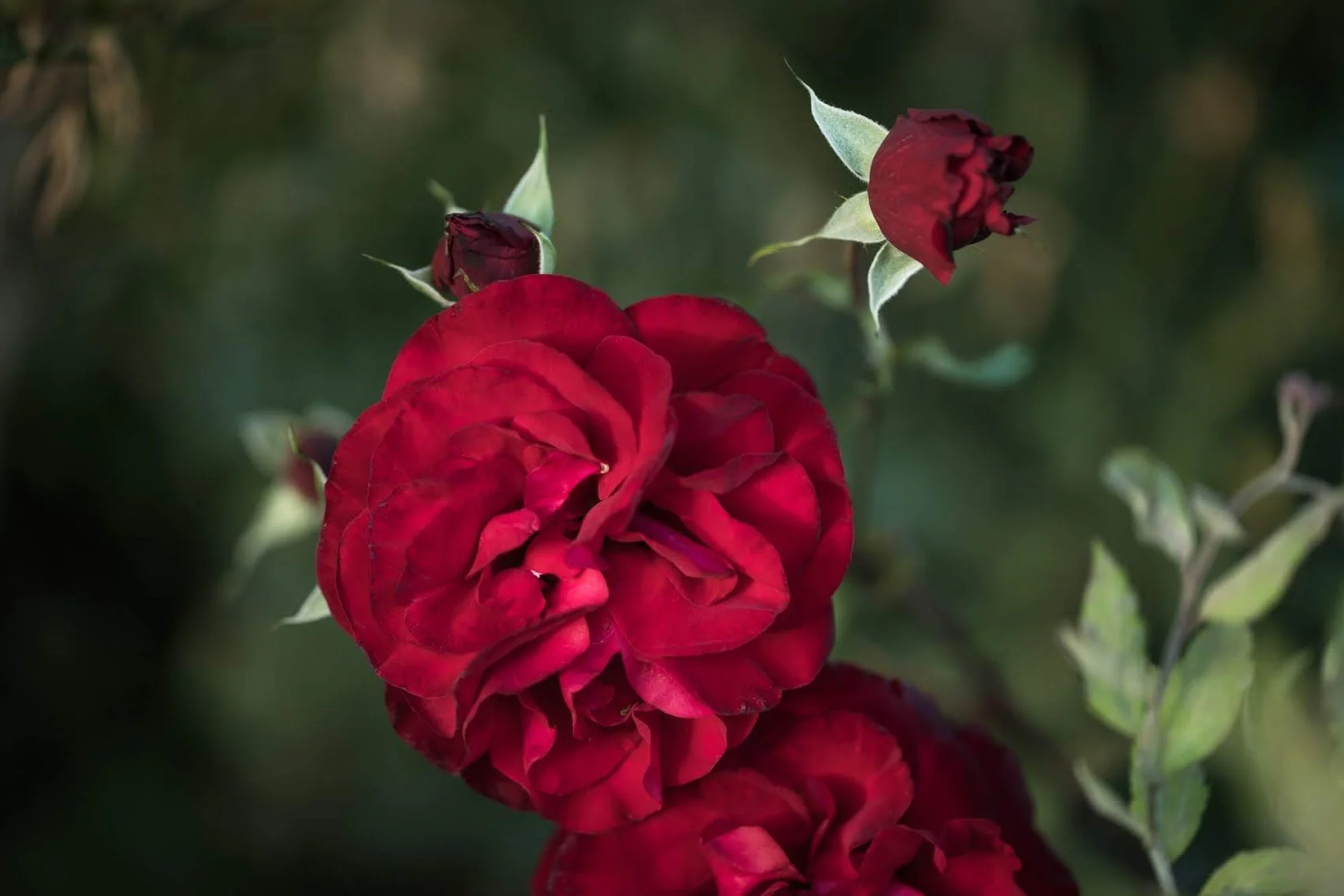 red-flower.jpeg