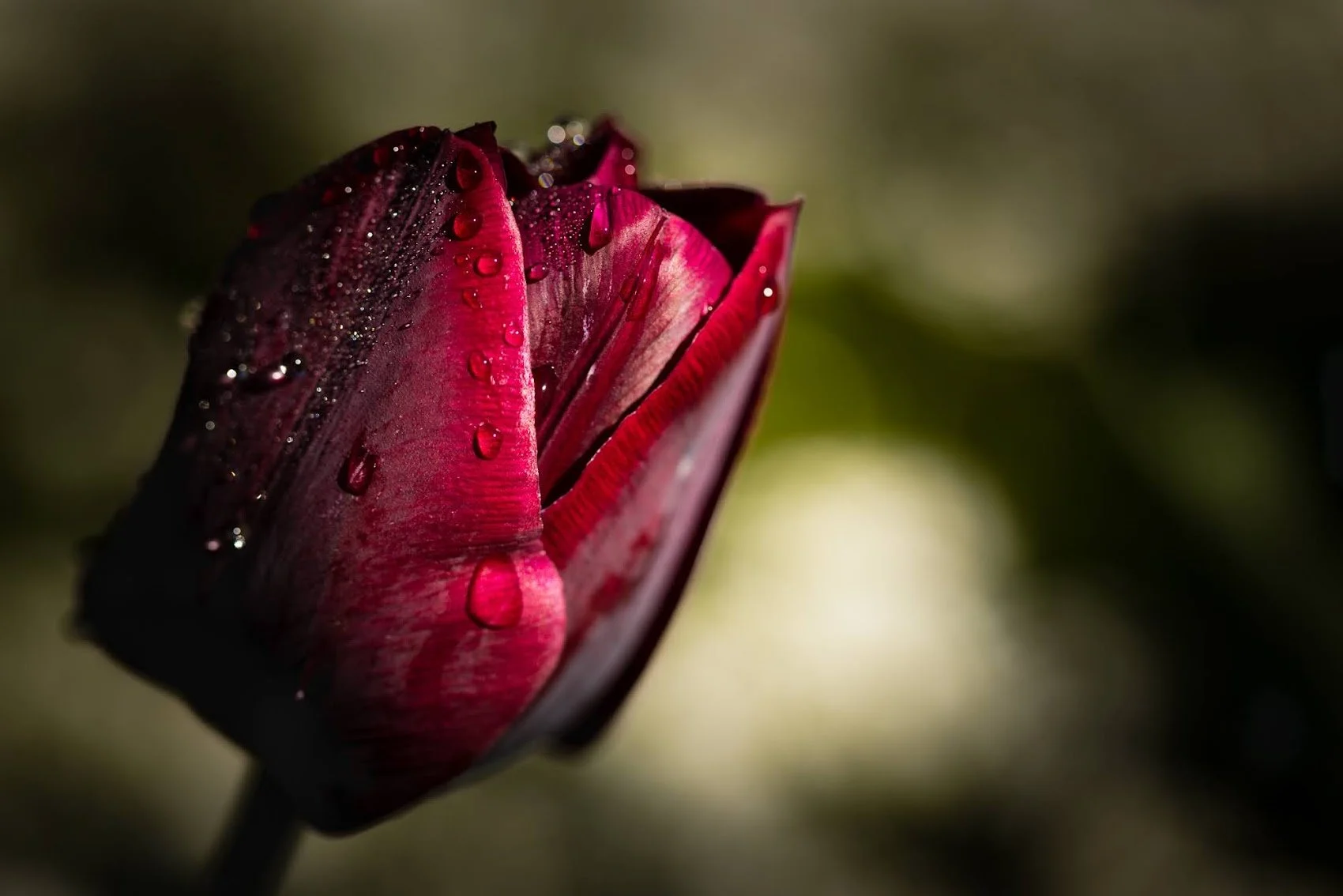 dark-red-tulip.jpeg