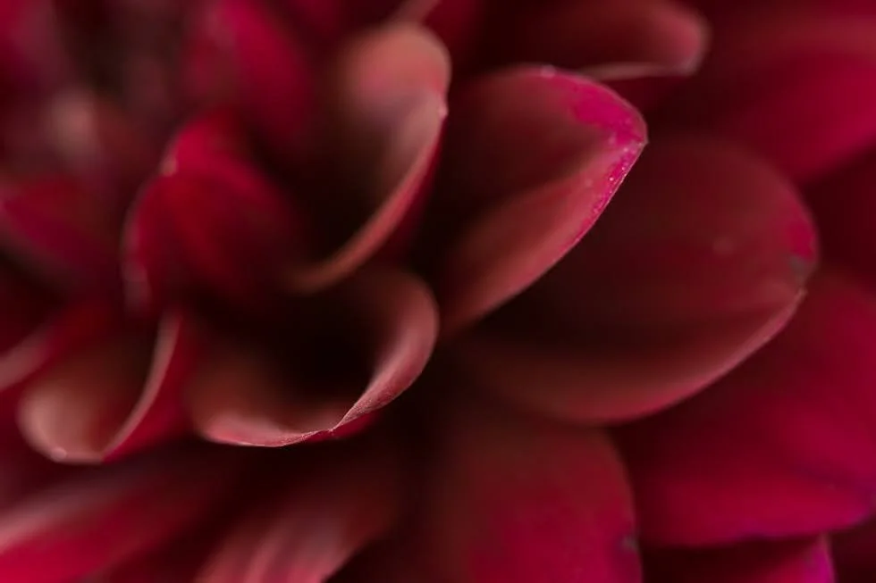 dahlia-petals.jpeg