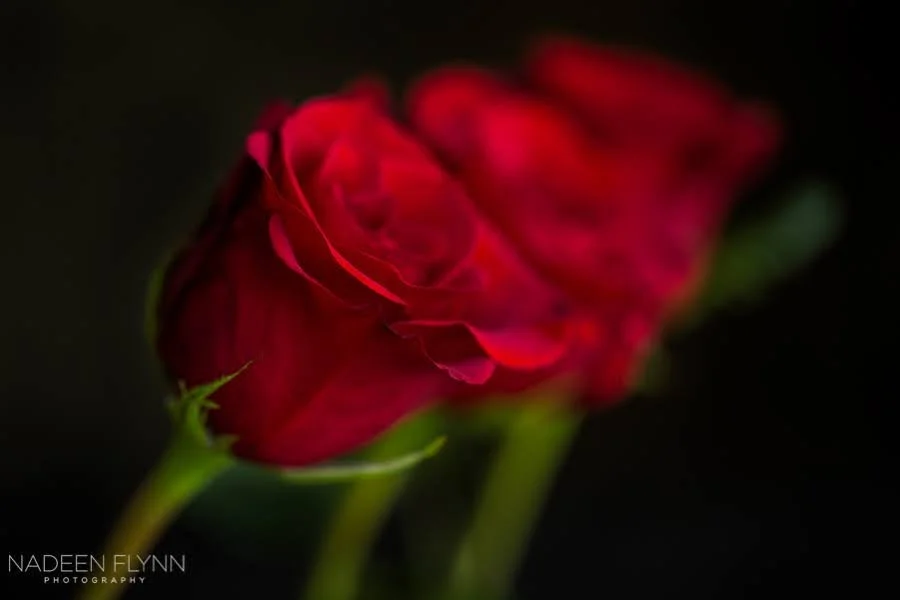 red-roses.jpeg