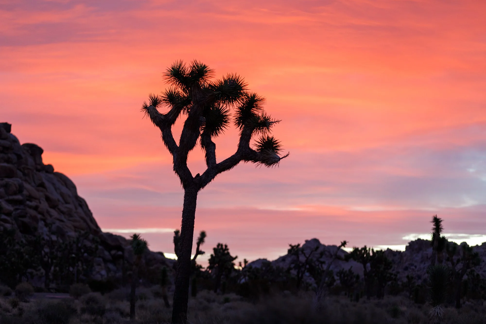 joshua-tree-np©NadeenFlynnPhotography-9417.jpg