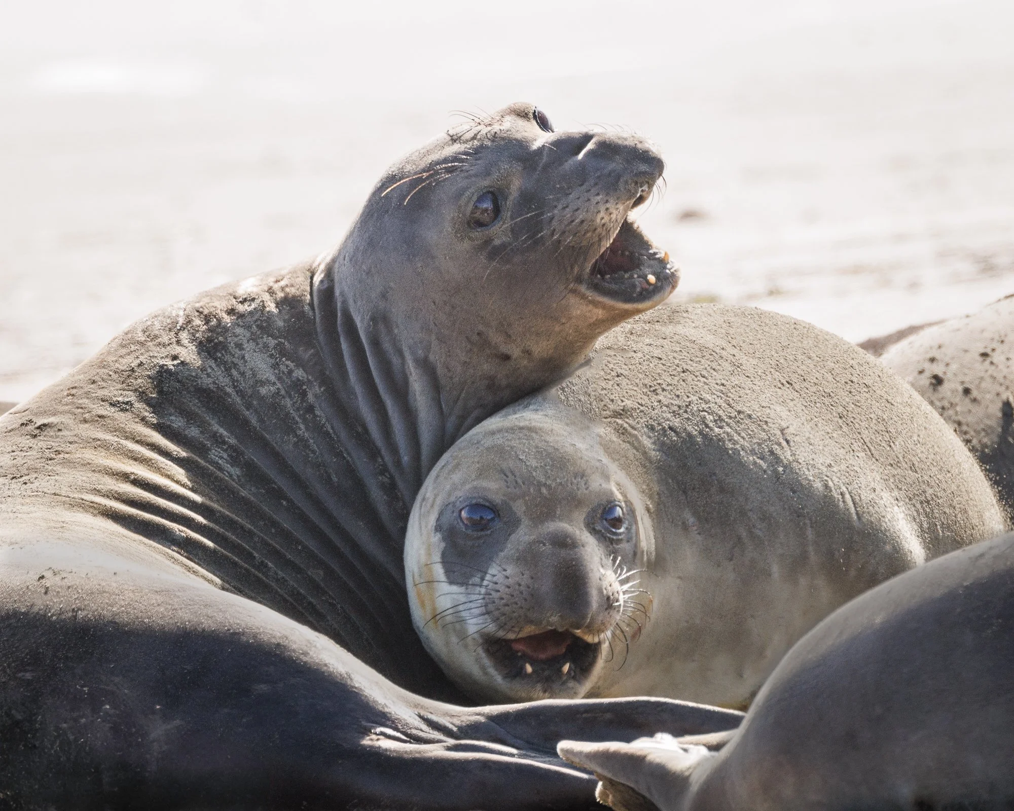 seals-pete-and-repeat-©NadeenFlynnPhotography-4032-.jpg