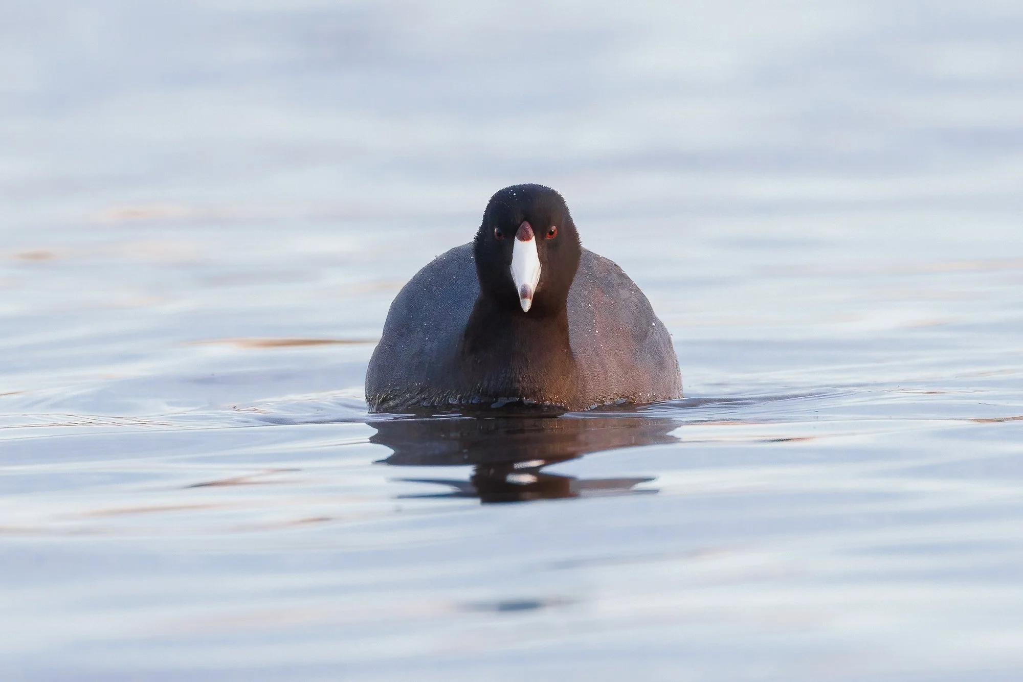 coot-face-on-©NadeenFlynnPhotography-4776-.jpg