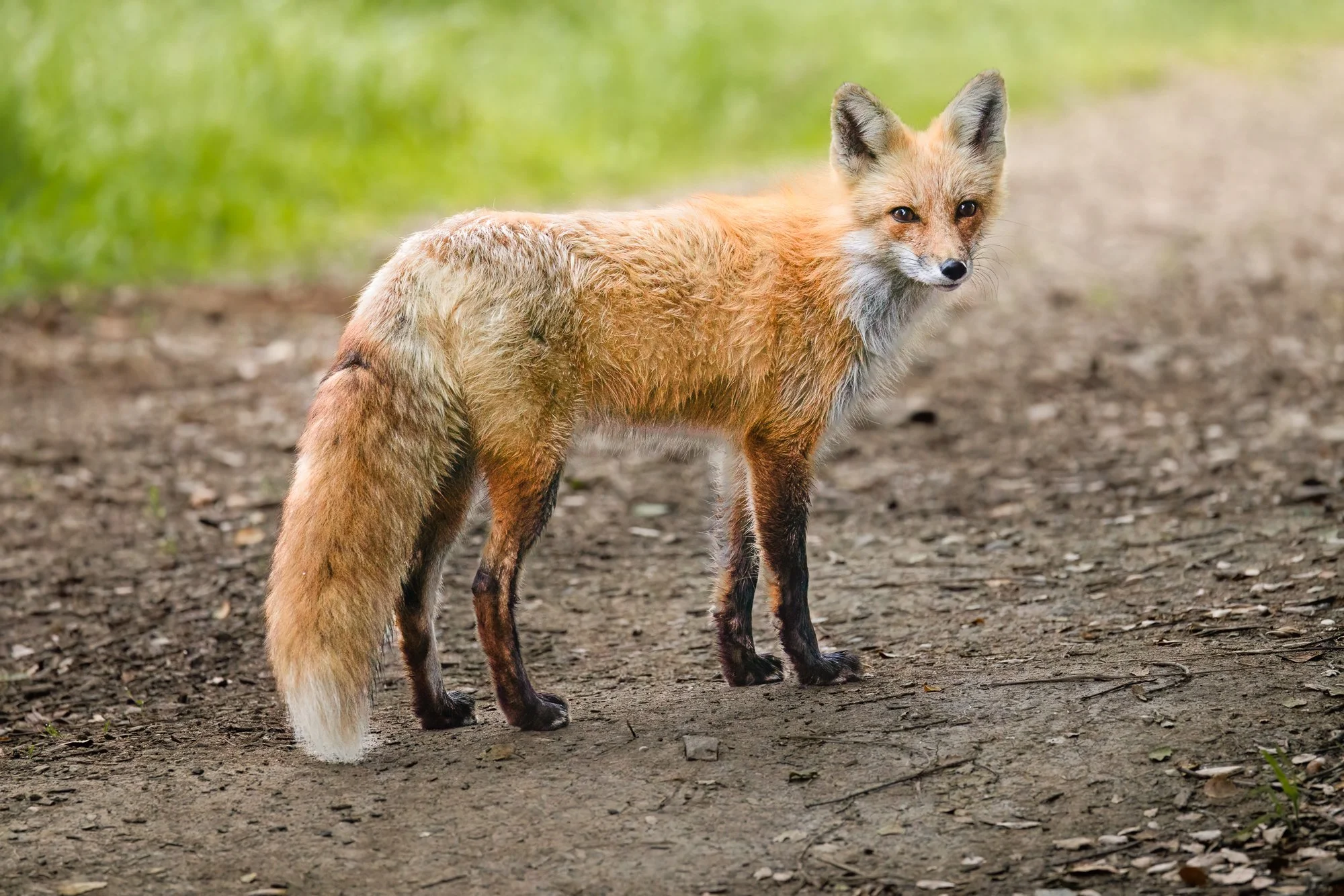 fox-path-look-back-©NadeenFlynnPhotography-5950--2.jpg