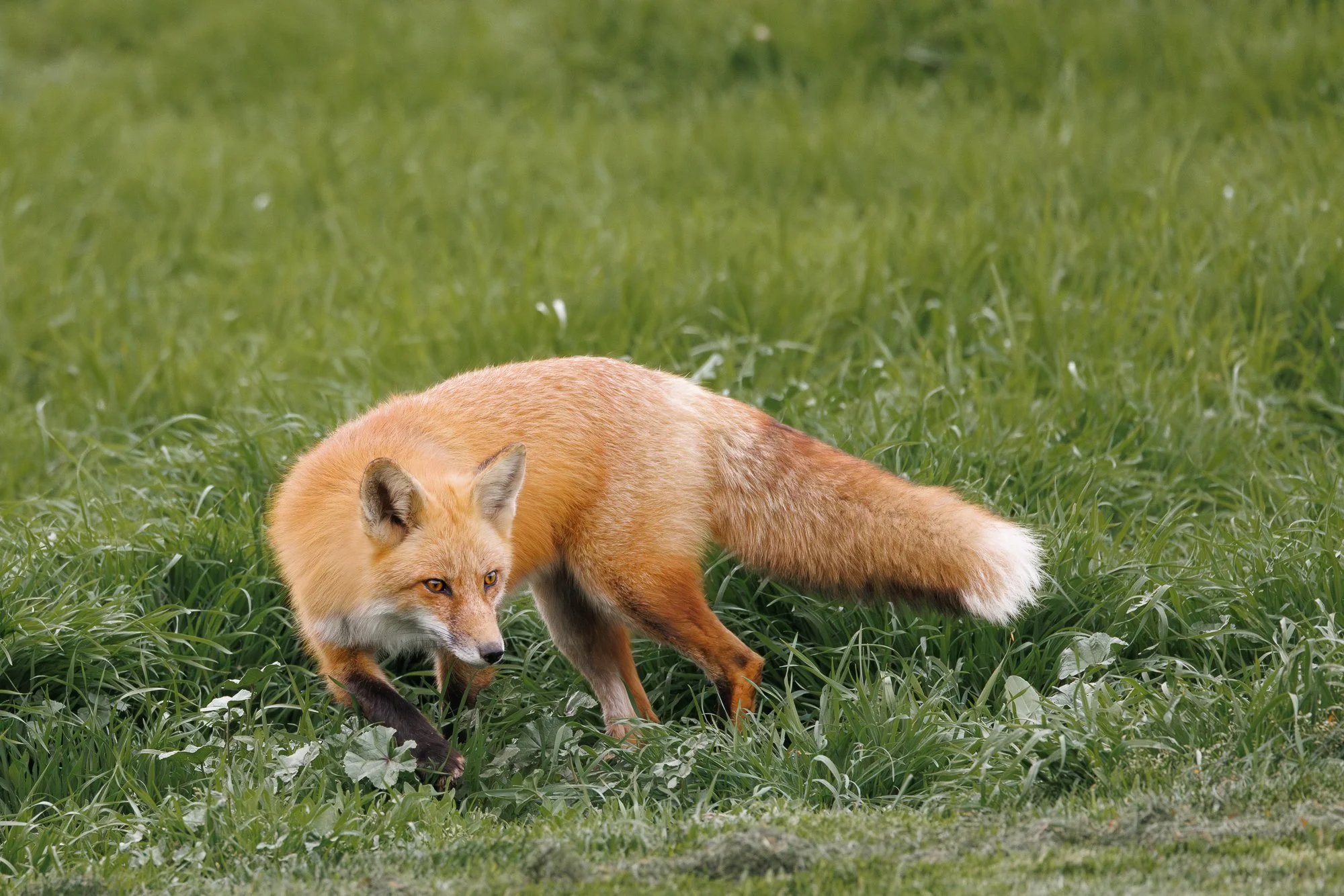 fox-on-the-hunt-©NadeenFlynnPhotography-5842-.jpg