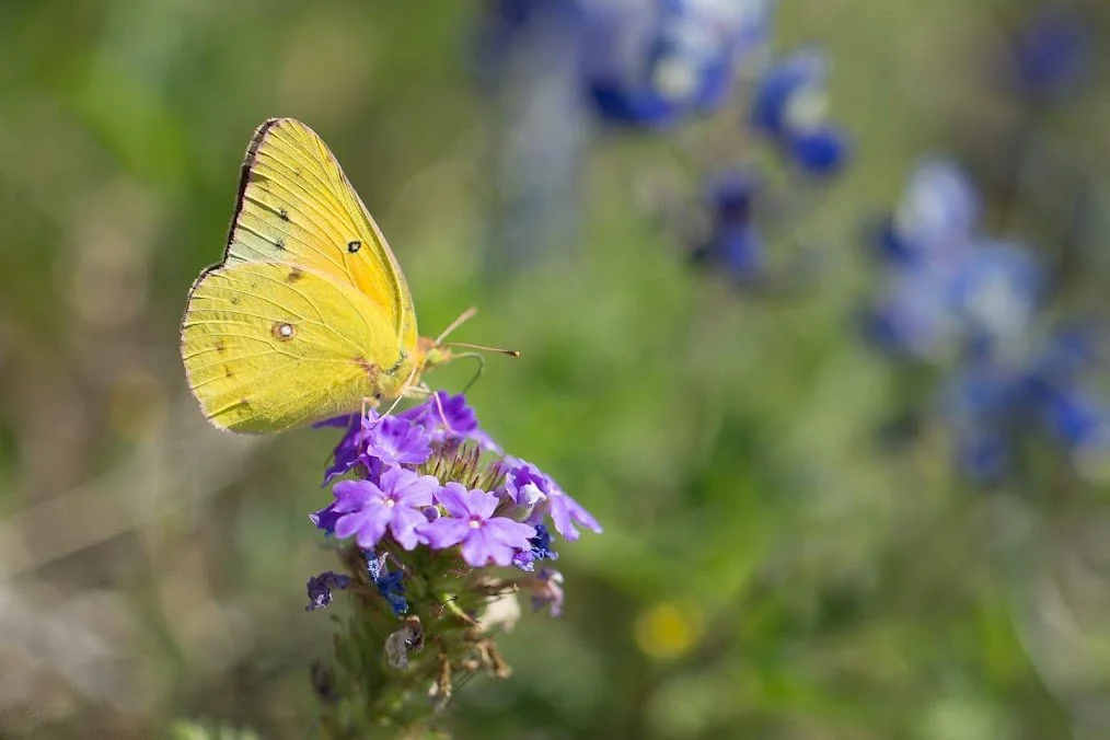 butterfly.jpeg