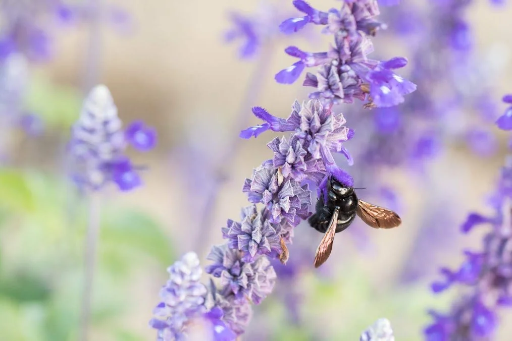bee.jpeg