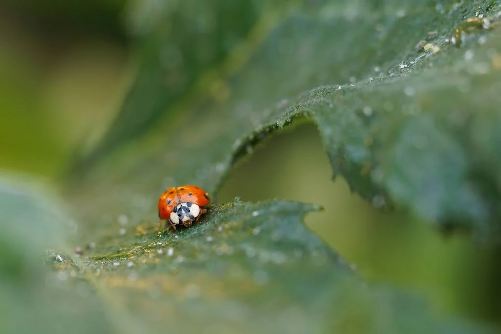 ladybug.jpeg