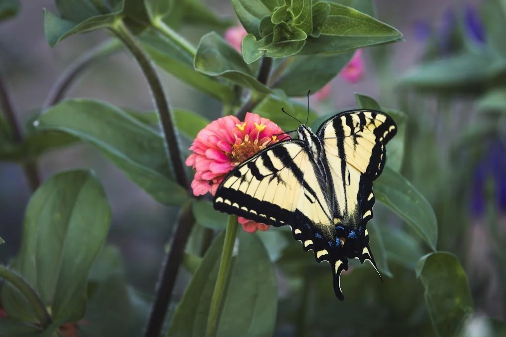 butterfly.jpeg