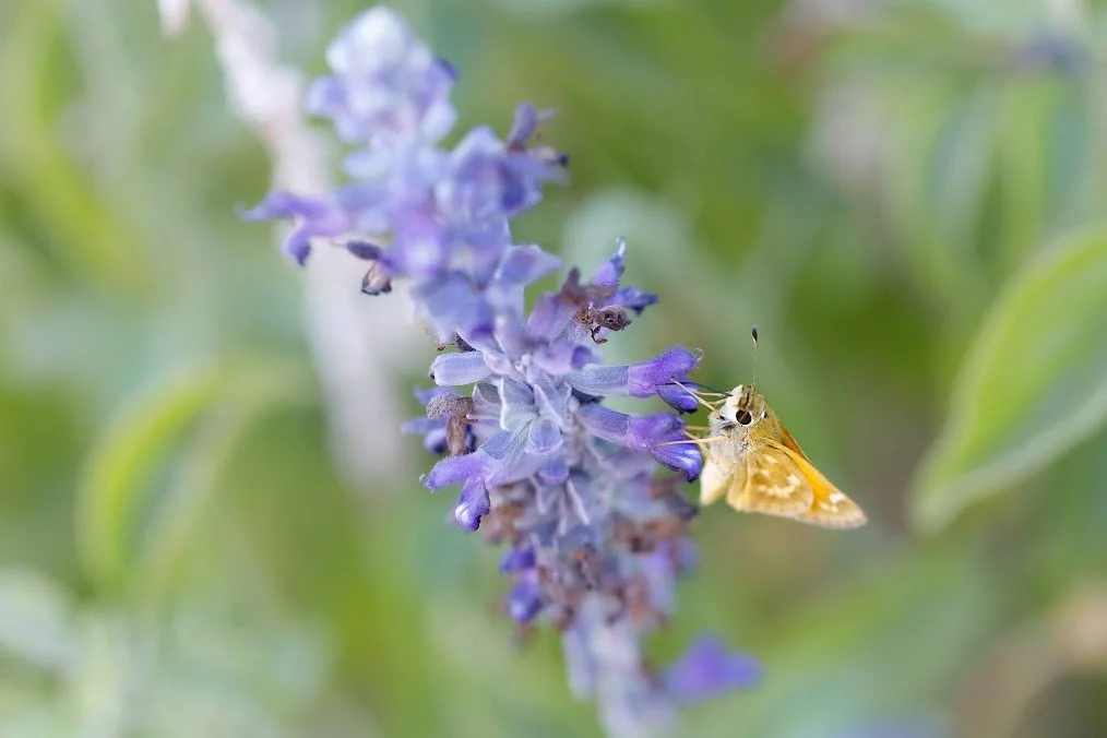 butterfly.jpeg
