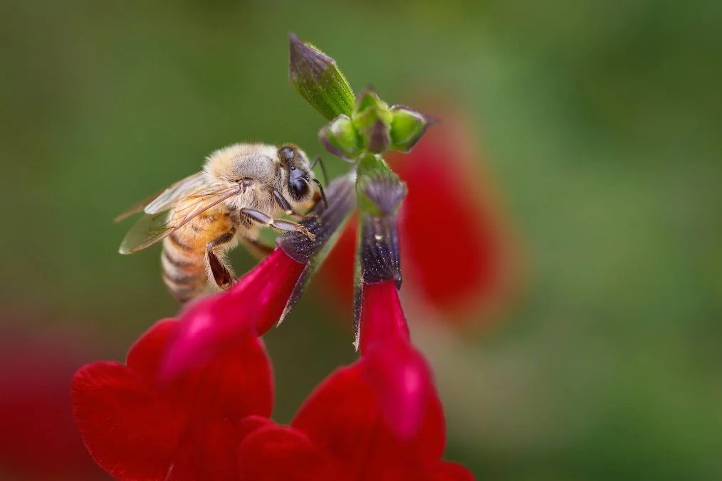 bee.jpeg