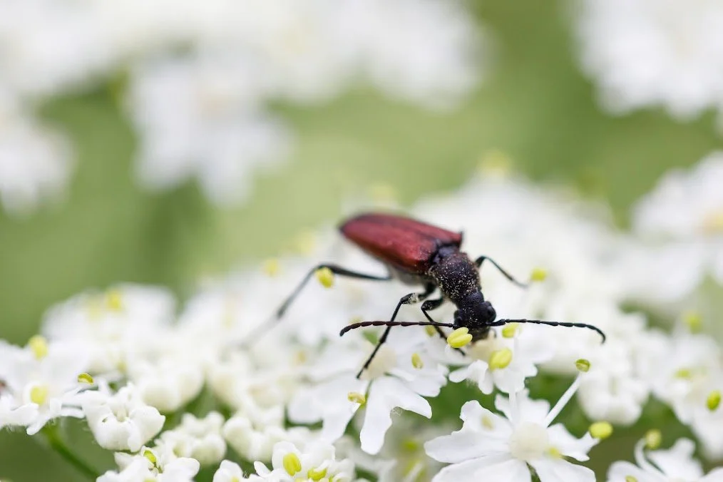 insect.jpeg