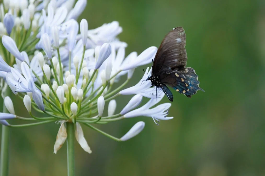 butterfly.jpeg