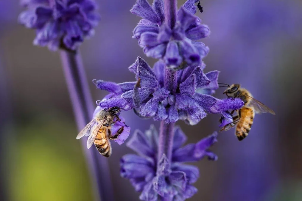 bees.jpeg