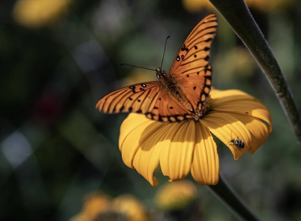 orange-butterfly.jpeg