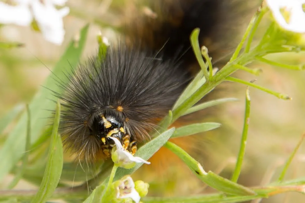 caterpillar.jpeg