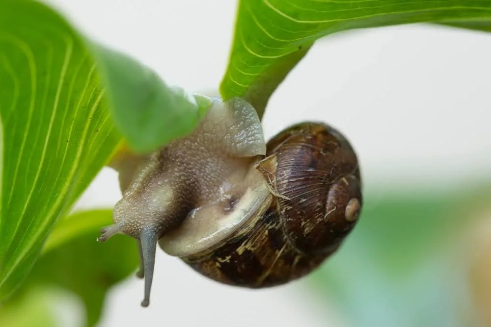 snail.jpeg