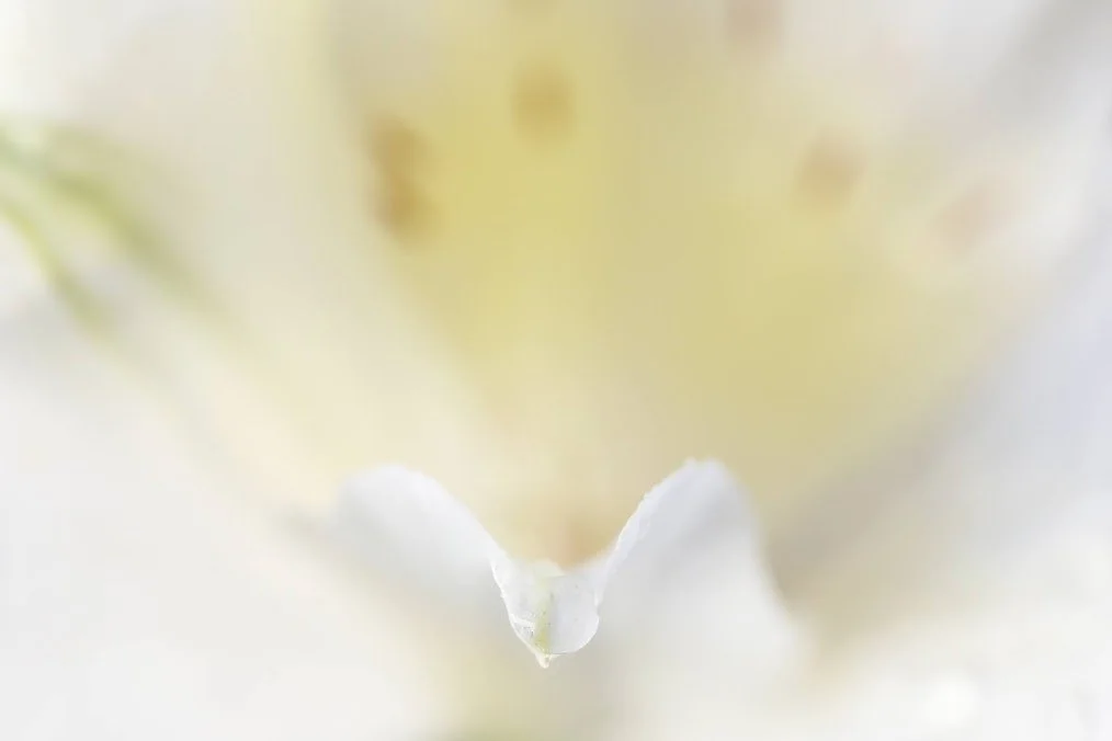 white-blossom.jpeg