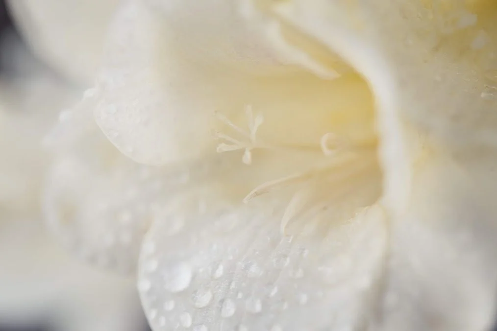 waterdroplets-on-white.jpeg