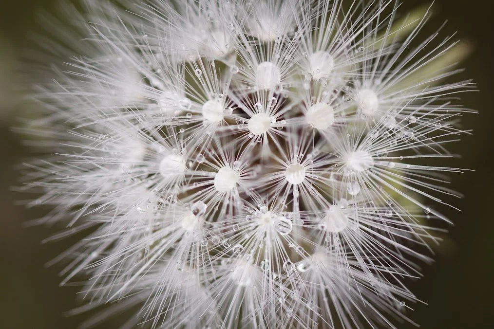dandelion.jpeg