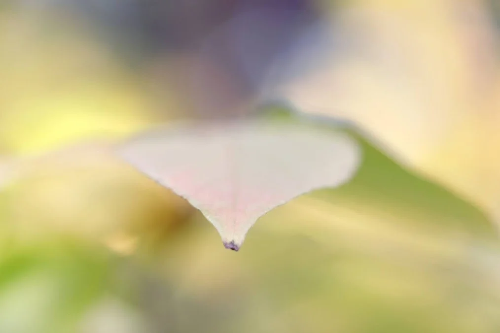 leaf-tip.jpeg