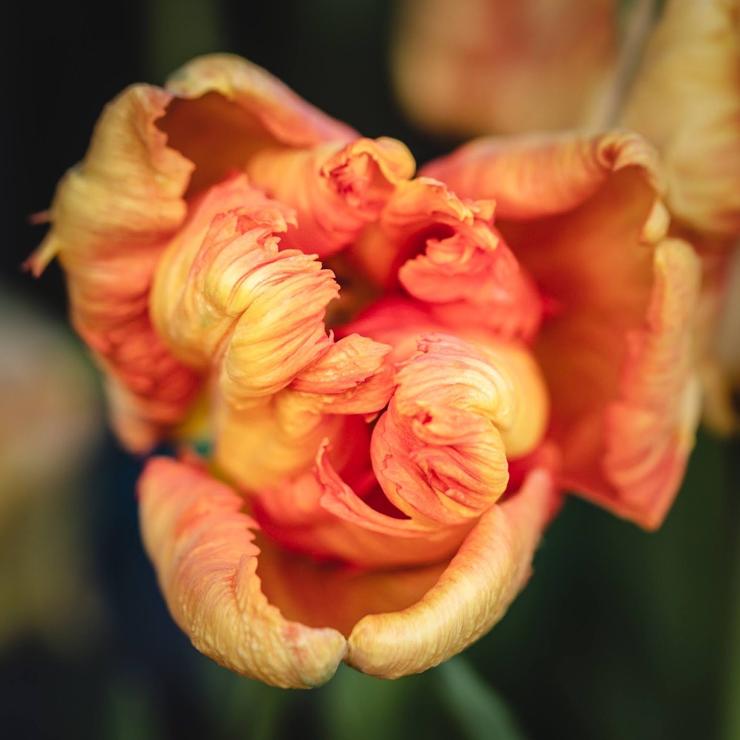 Garden Full of Tulips | fine art nature photographer