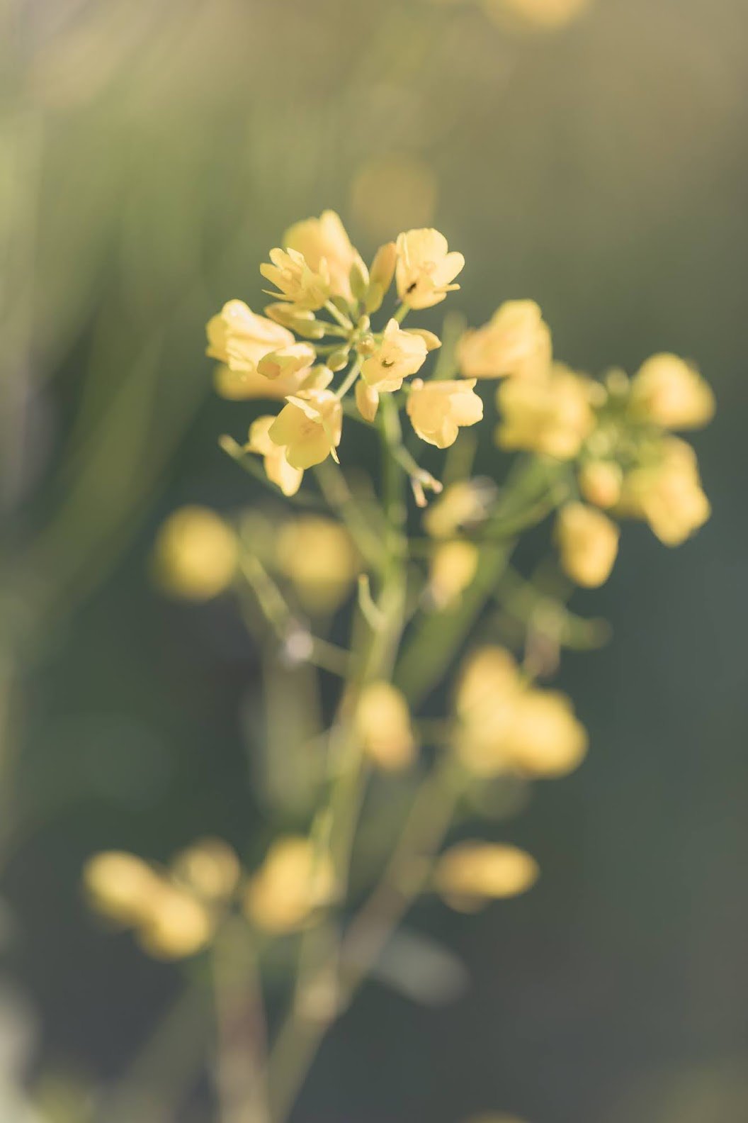 wild mustard blossom on stalk