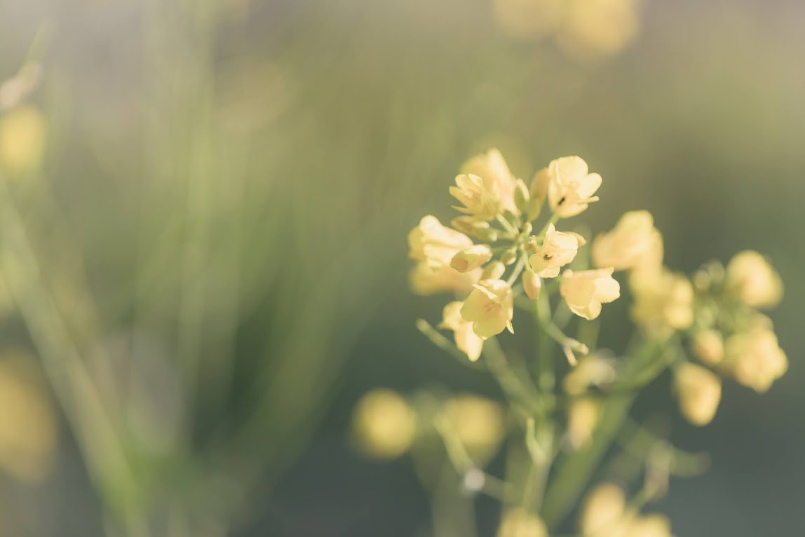 Wild Mustard - Friend or Foe | Northern California fine art photography