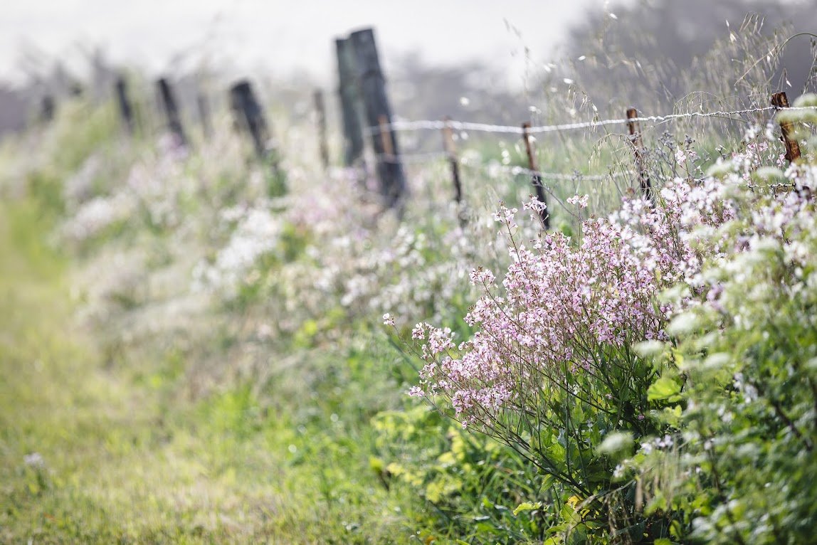 wild-mustard-along-fence.jpeg