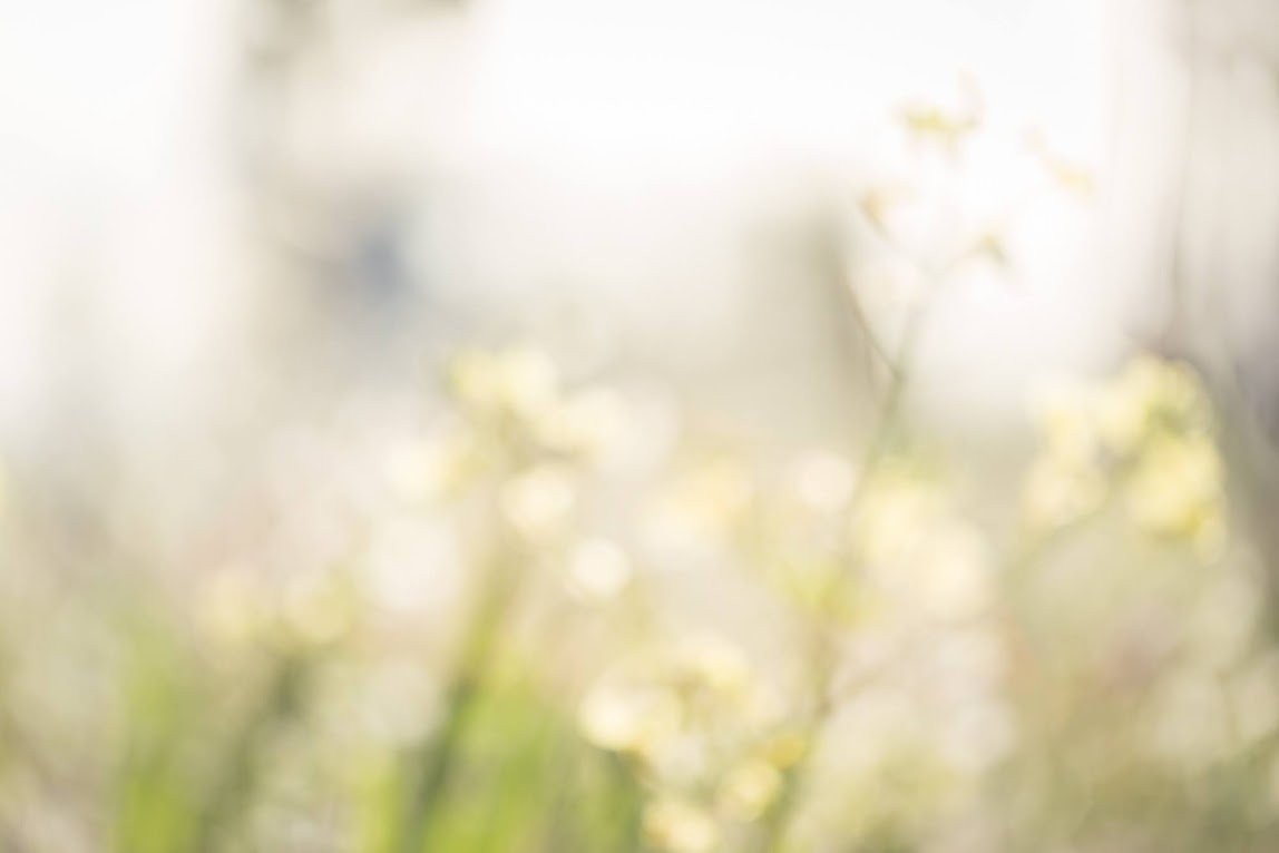 wild mustard blurred abstract