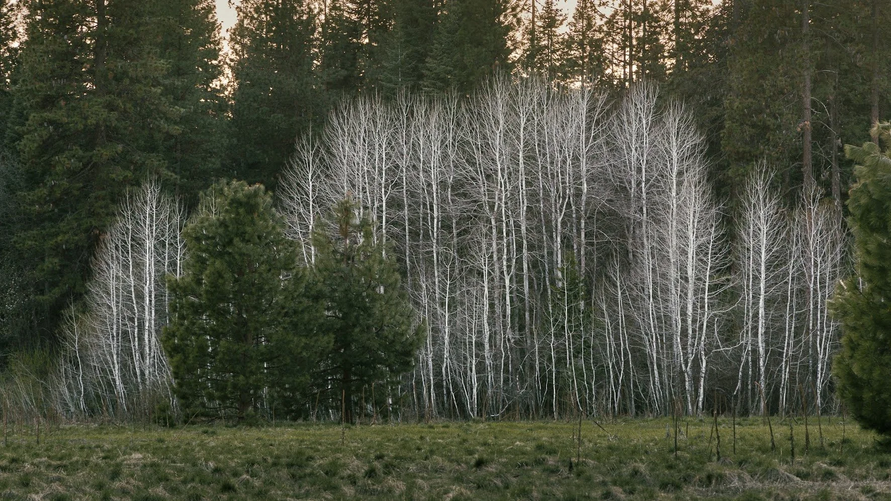bare-branch-trees.jpeg