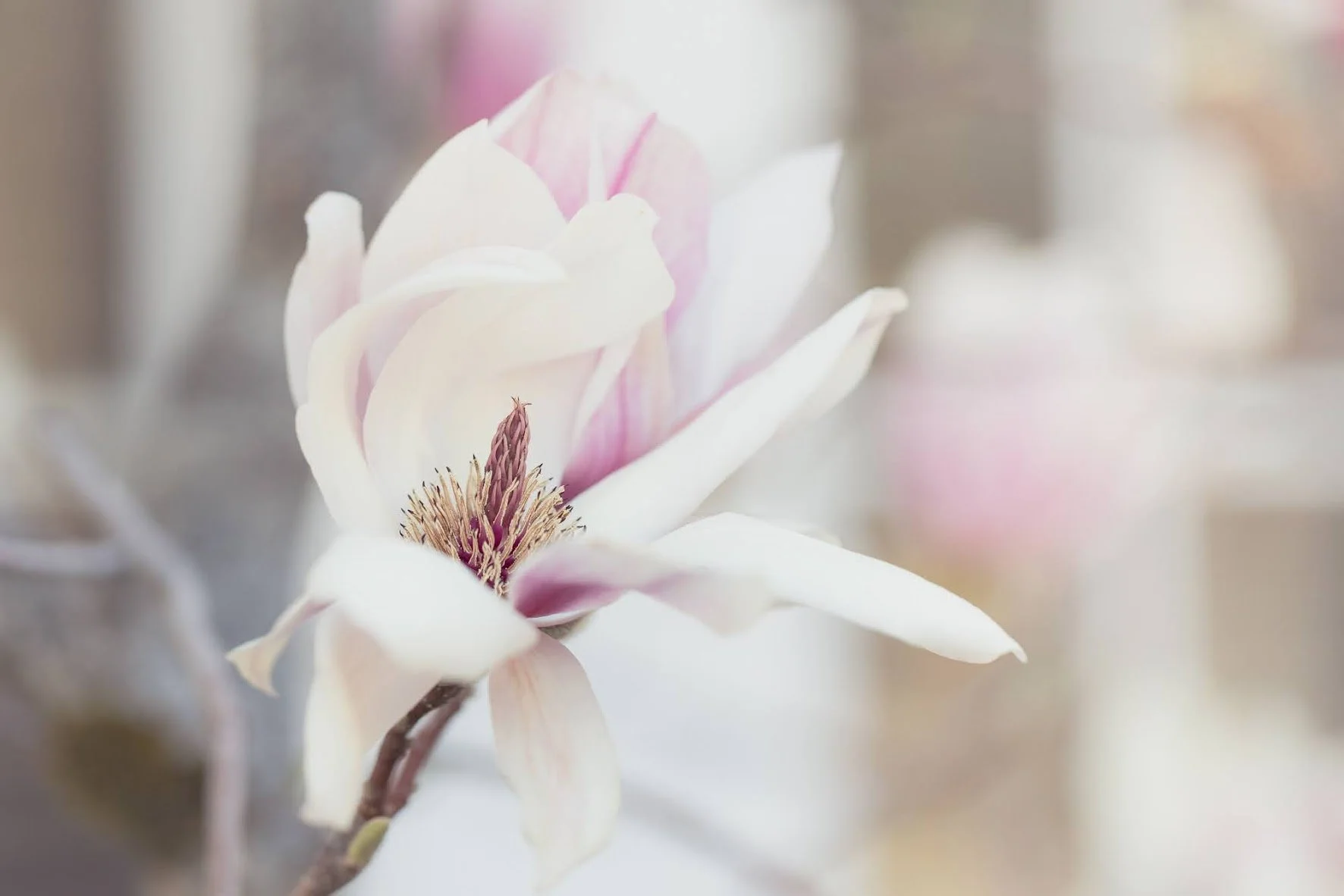 magnolia-blossom.jpeg