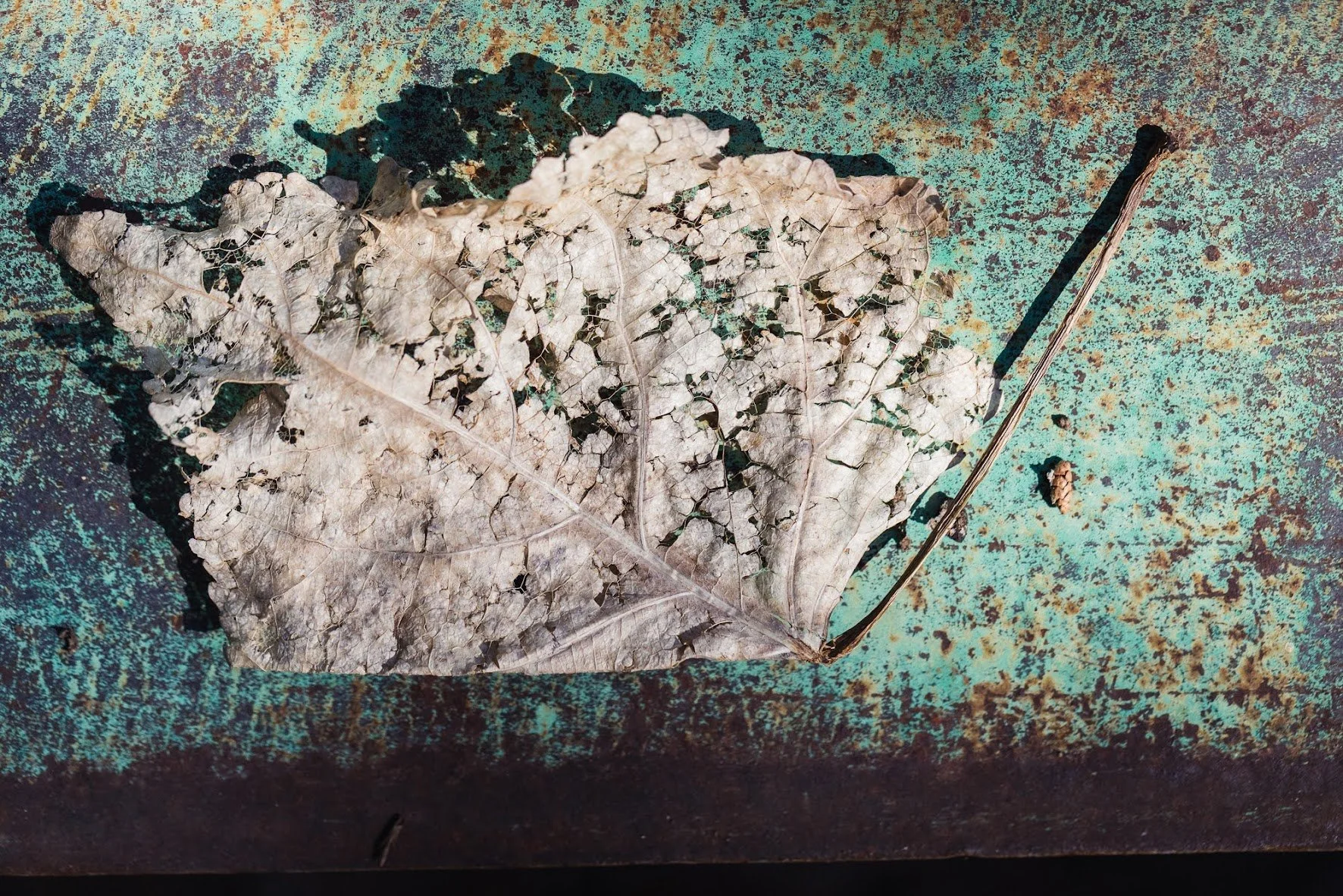 dried-leaf.jpeg