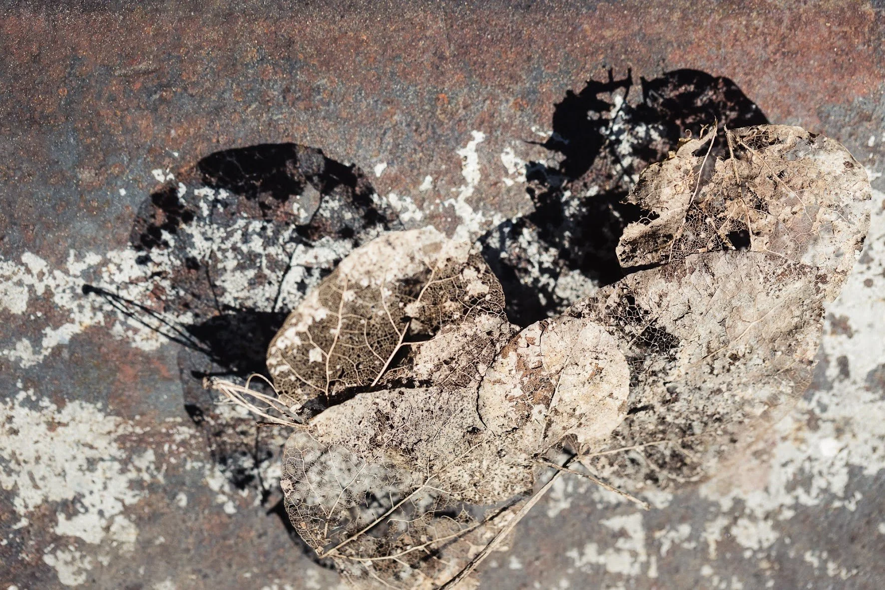 decomposing-leaf.jpeg