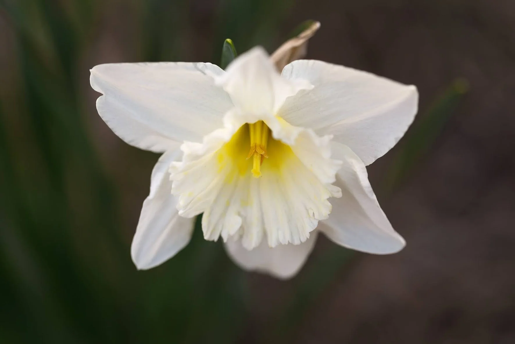 white-daffodil.jpeg