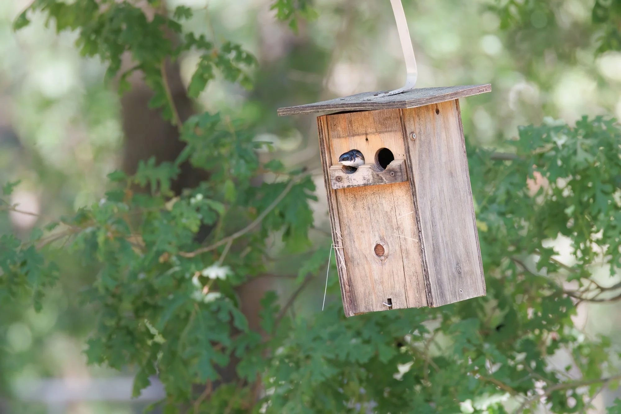 tree-swallow-©NadeenFlynnPhotography-0401-.jpg
