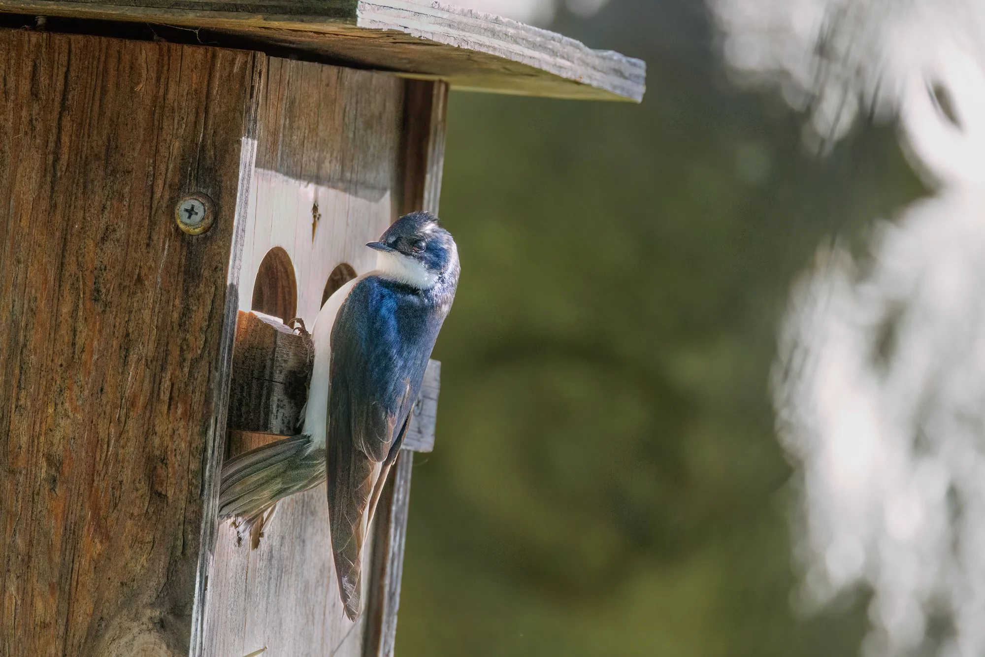 tree-swallow-©NadeenFlynnPhotography-0141-.jpg